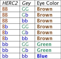 Eye color genotype table