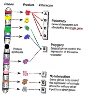 Pleiotropy vs polygenic inheritance diagram