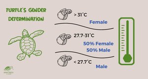 Turtle gender determination by temperature
