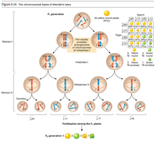 Chromosomal basis of Mendel's laws