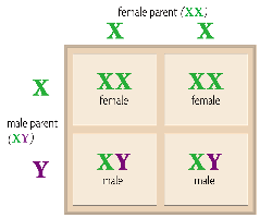 Punnett square for sex-linked inheritance