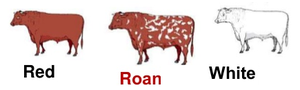 Red, roan, and white cattle