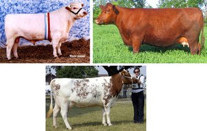 Roan cattle examples