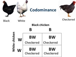 Codominance in chickens