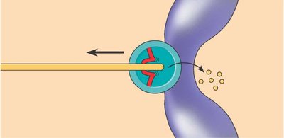 Diagram showing chromosome movement along depolymerizing microtubule at kinetochore