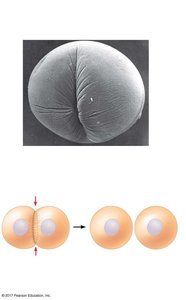 Cleavage furrow formation in animal cell cytokinesis