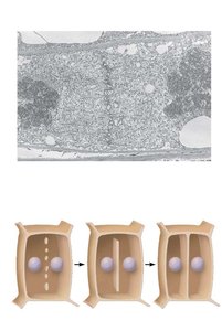 Cell plate formation in plant cell cytokinesis