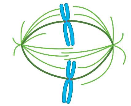 Diagram of mitotic spindle with chromosomes aligned at metaphase plate