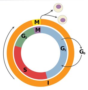 Diagram of the cell cycle with G1, S, G2, and M phases