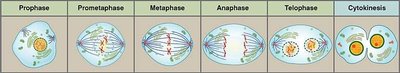 Diagram of the stages of mitosis: prophase, prometaphase, metaphase, anaphase, telophase, cytokinesis