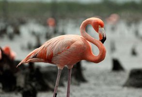 Flamingo, example of organismal ecology