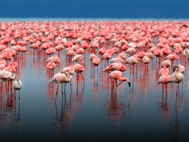 Flock of flamingos, example of population ecology