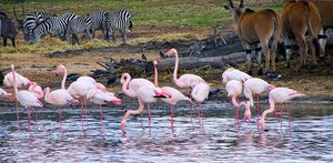 Flamingos and other animals at a lake, example of community ecology