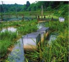Experimental mesocosms in ecology