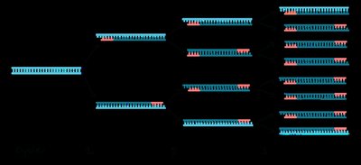 General Biology Study Guide: DNA, RNA, and Protein Synthesis | Notes