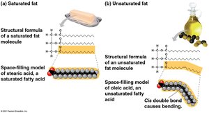 Saturated and unsaturated fats