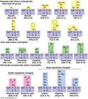 Amino acid side chains