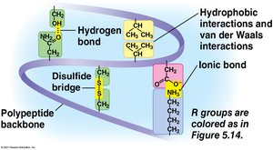 Tertiary structure interactions
