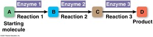 Metabolic pathway diagram