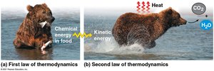 Bear demonstrating first and second laws of thermodynamics