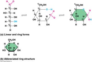 Linear and ring forms of glucose