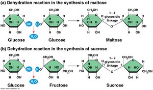 Dehydration reaction in the synthesis of maltose and sucrose