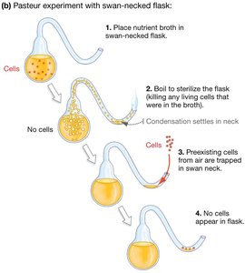 Pasteur experiment with swan-necked flask