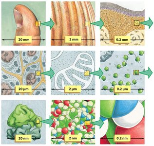 Scale of biological structures