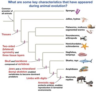 Animal phylogeny and evolutionary innovations