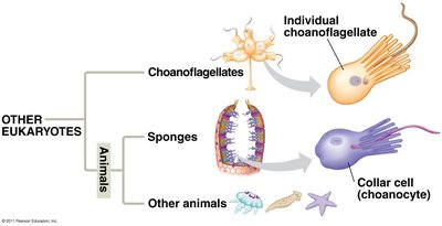 Choanoflagellate and sponge relationship