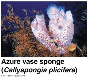 Azure vase sponge