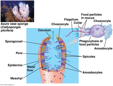 Spicules under microscope