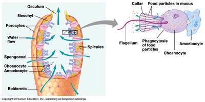 Sponge water flow and feeding