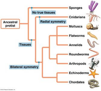 Animal phylogeny and tissue evolution