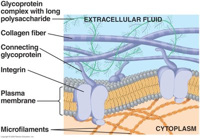 Extracellular matrix structure