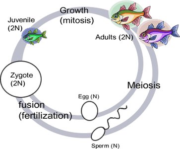 Animal life cycle