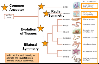 Animal phylogeny and key characteristics