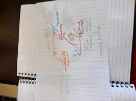 Diagram of DNA replication fork