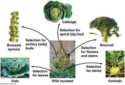 Artificial selection in wild mustard leading to various vegetables