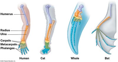 Homologous forelimb bones in human, cat, whale, and bat