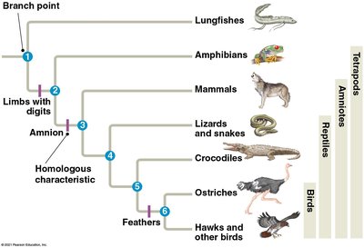 Evolutionary tree showing relationships among tetrapods