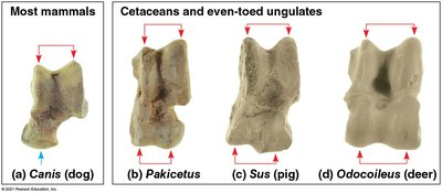 Fossil evidence for cetacean evolution