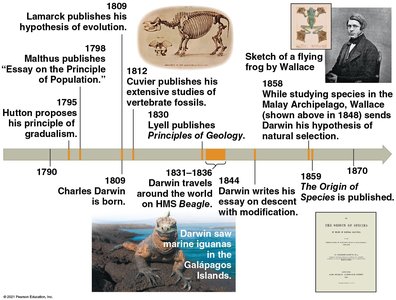 Timeline of key figures and discoveries in evolutionary thought