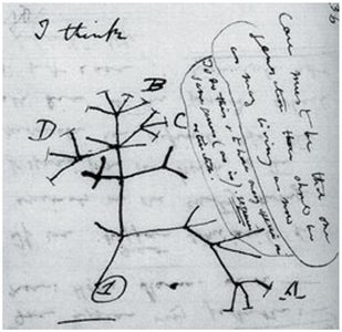Darwin's sketch of an evolutionary tree