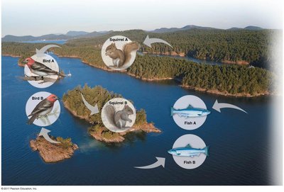 Populations of birds, fish, and squirrels