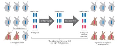 Microevolution diagram