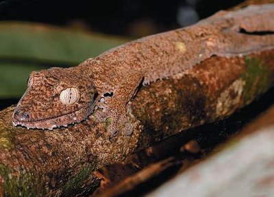 Camouflage as an adaptive trait