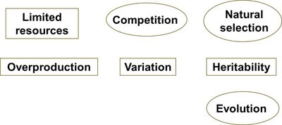 Darwin's observations and conclusions diagram