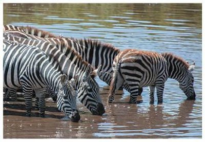 Zebras drinking water