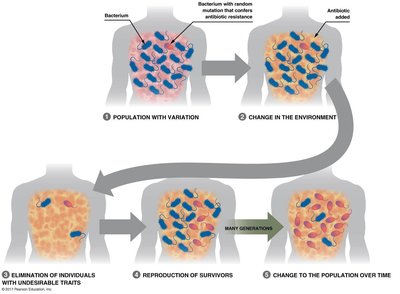 Antibiotic resistance and natural selection